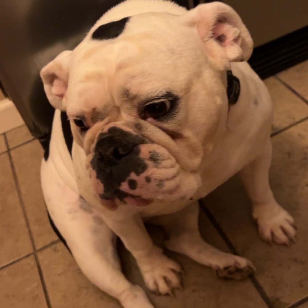 Meet your Posher, Frank